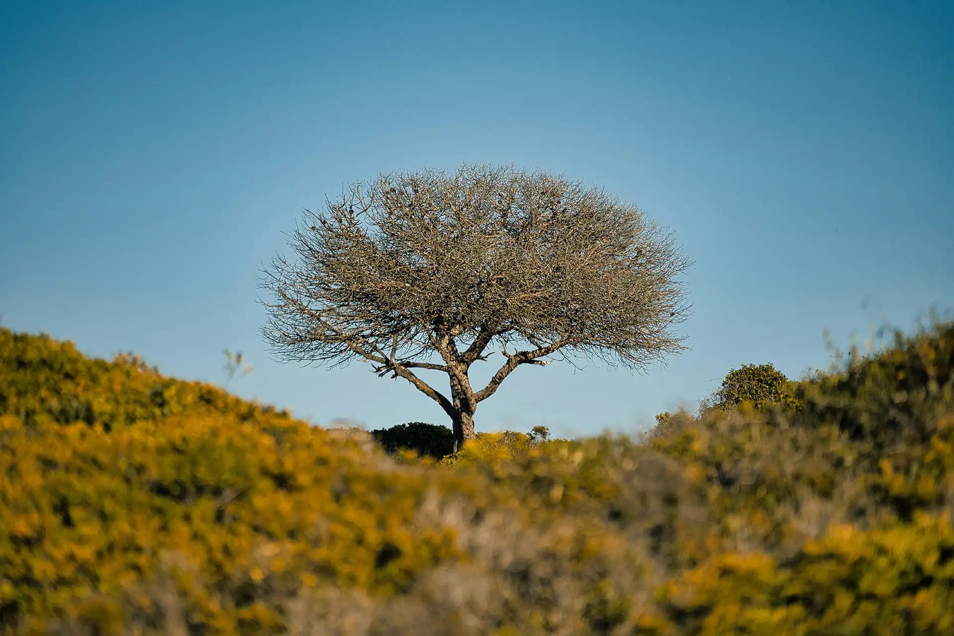Soliege Habitat